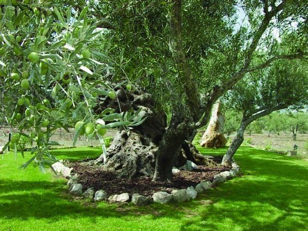 São Brás de Alportel Quinta Dos Tesourosヴィラ エクステリア 写真