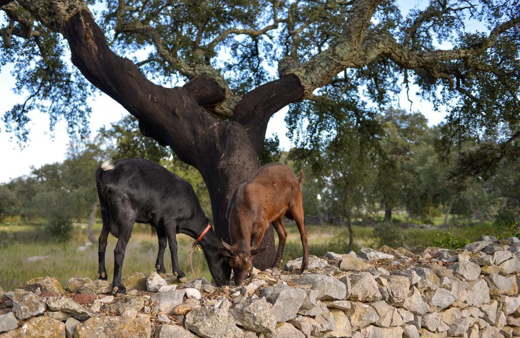 São Brás de Alportel Quinta Dos Tesourosヴィラ エクステリア 写真